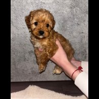 Cavapoo