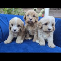 Cavapoo