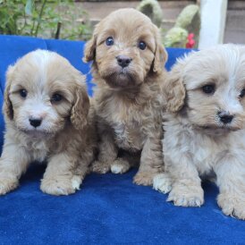 Cavapoo