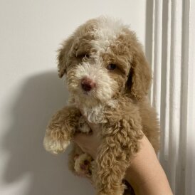 Cavapoo
