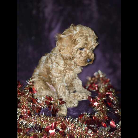 Cavapoo