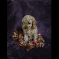 Cavapoo