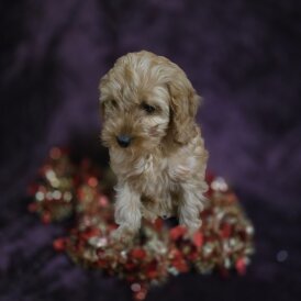 Cavapoo