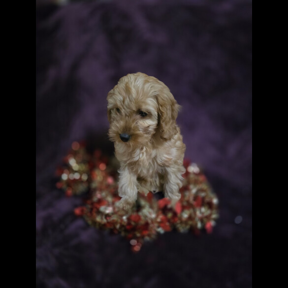 Cavapoo