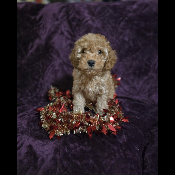 Cavapoo