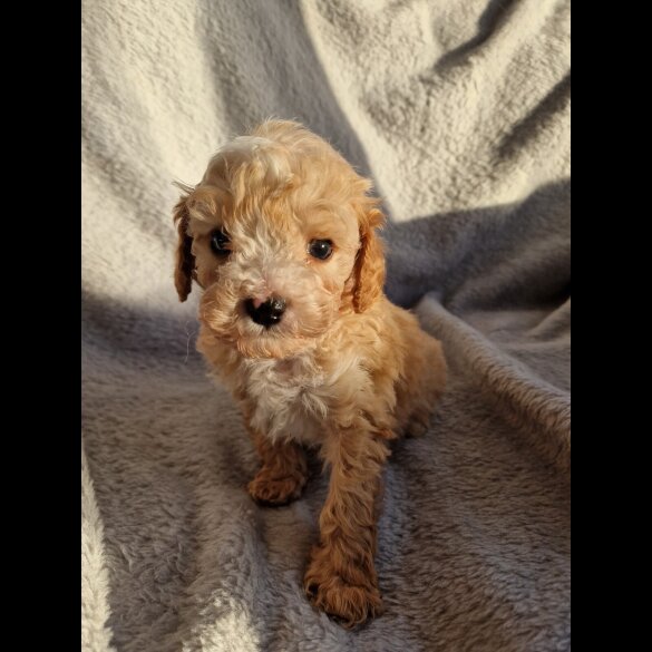 Cavapoo