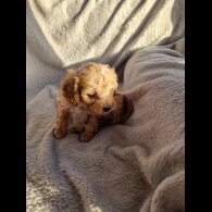 Cavapoo
