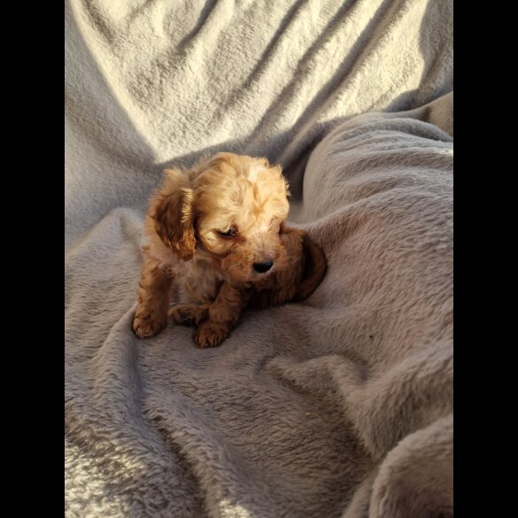 Cavapoo