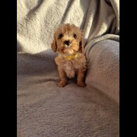 Cavapoo