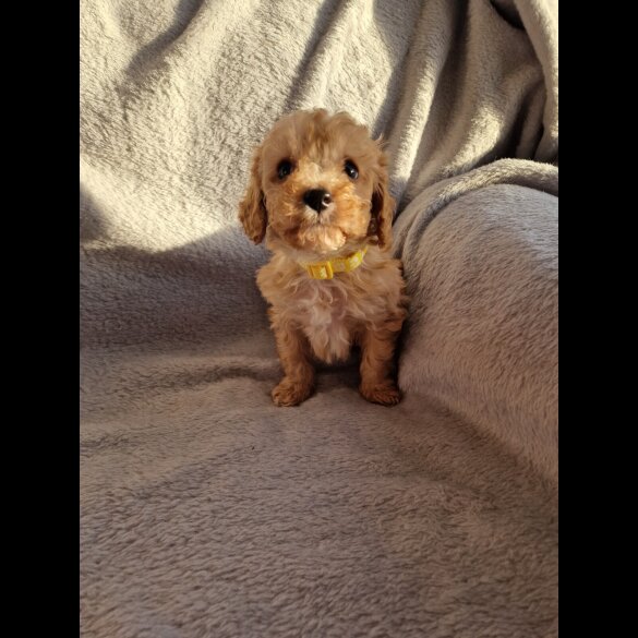 Cavapoo