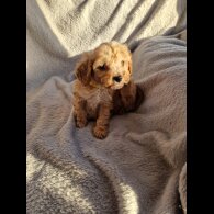 Cavapoo