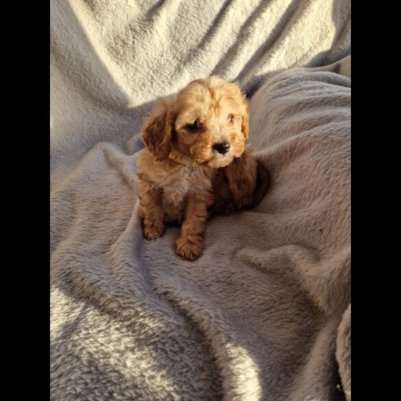 Cavapoo
