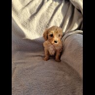 Cavapoo