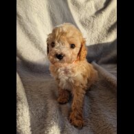 Cavapoo