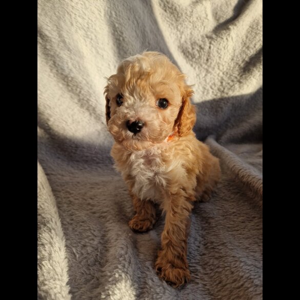Cavapoo