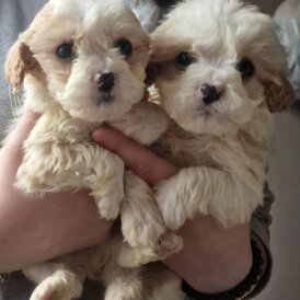 Cavapoo