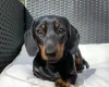 Dachshund (Miniature Smooth Haired)