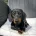 Dachshund (Miniature Smooth Haired)