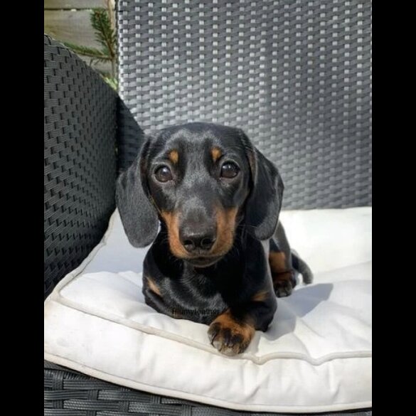 Dachshund (Miniature Smooth Haired)