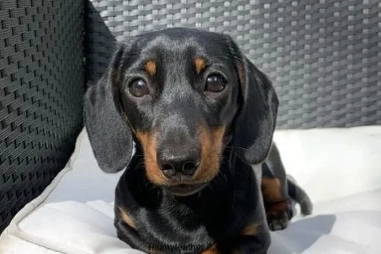 Dachshund (Miniature Smooth Haired)