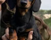 Dachshund (Miniature Smooth Haired)