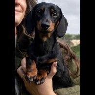 Dachshund (Miniature Smooth Haired)