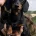 Dachshund (Miniature Smooth Haired)