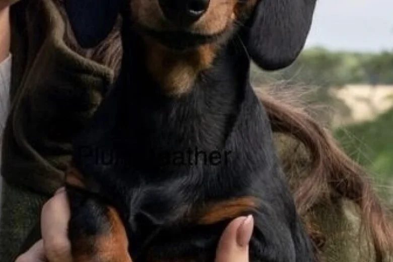 Dachshund (Miniature Smooth Haired)
