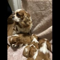 Cavalier King Charles Spaniel