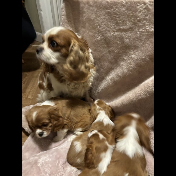 Cavalier King Charles Spaniel