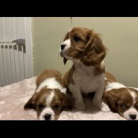 Cavalier King Charles Spaniel