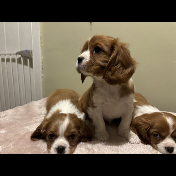 Cavalier King Charles Spaniel