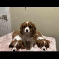 Cavalier King Charles Spaniel