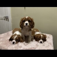 Cavalier King Charles Spaniel
