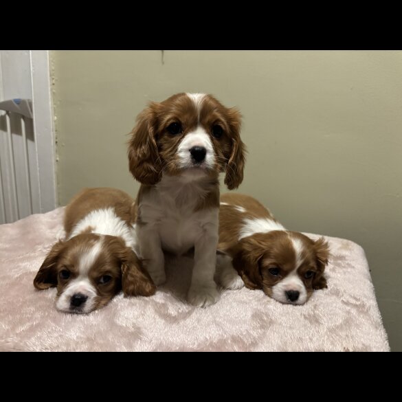 Cavalier King Charles Spaniel