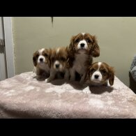 Cavalier King Charles Spaniel