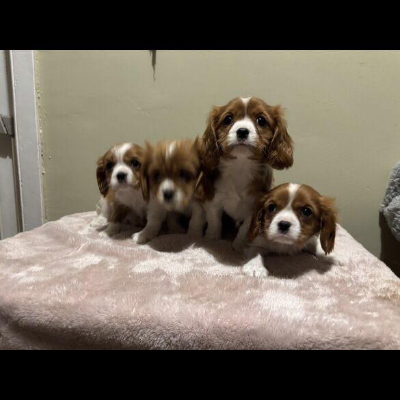 Cavalier King Charles Spaniel