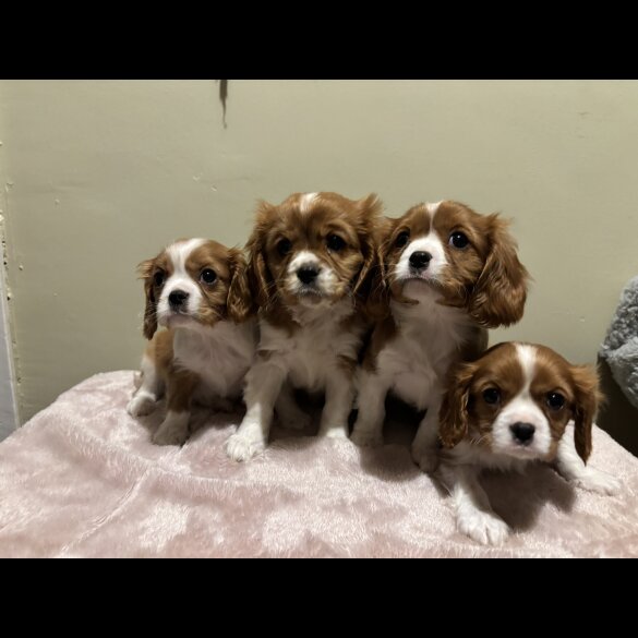 Cavalier King Charles Spaniel