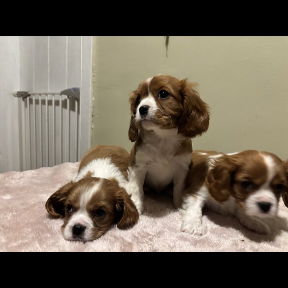 Cavalier King Charles Spaniel
