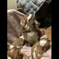 Cavalier King Charles Spaniel