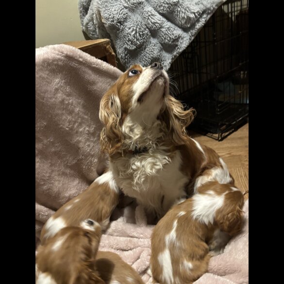 Cavalier King Charles Spaniel
