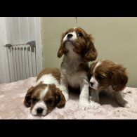 Cavalier King Charles Spaniel