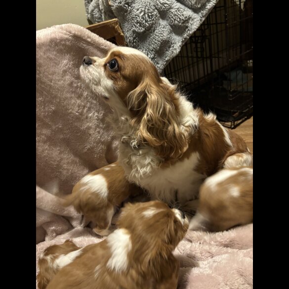 Cavalier King Charles Spaniel