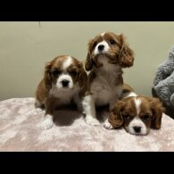 Cavalier King Charles Spaniel