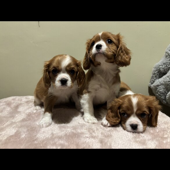 Cavalier King Charles Spaniel