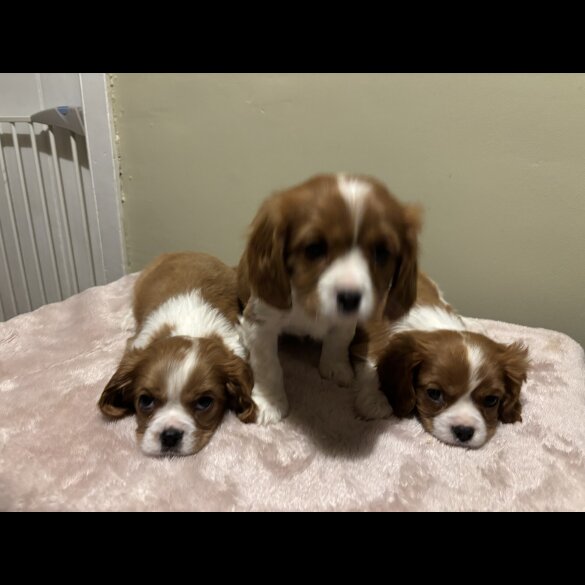 Cavalier King Charles Spaniel