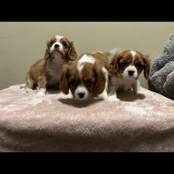 Cavalier King Charles Spaniel