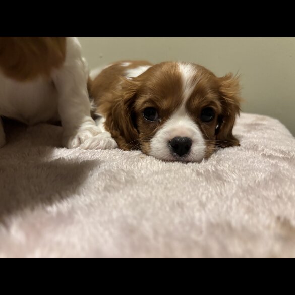 Cavalier King Charles Spaniel