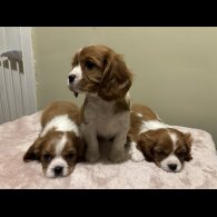 Cavalier King Charles Spaniel