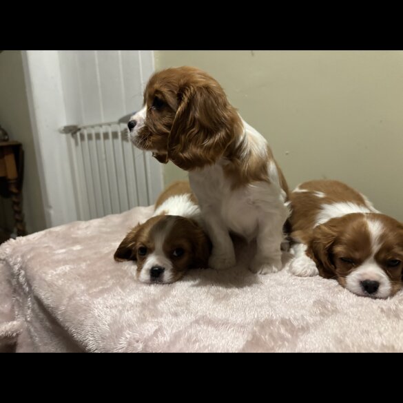 Cavalier King Charles Spaniel